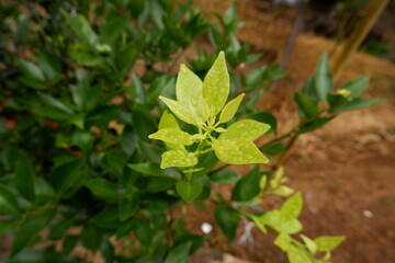 Close up of fresh green leaves in the garden