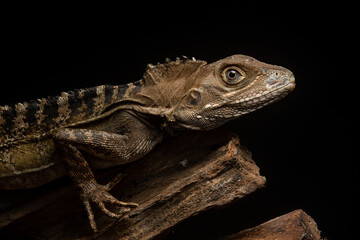 An angle headed forest dragon hypsilurus magnus native to papua or new guinea on a tree branch with black background 