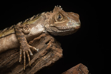 An angle headed forest dragon hypsilurus magnus native to papua or new guinea on a tree branch with black background 
