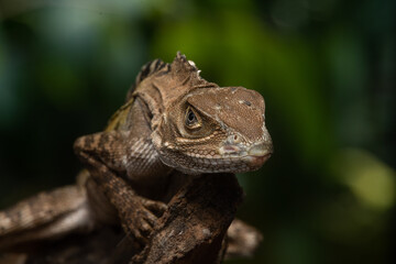 An angle headed forest dragon hypsilurus magnus native to papua or new guinea on a tree branch with black background 