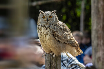 Eurasian eagle-owl