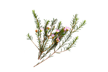 Pink white waxflower on white background.