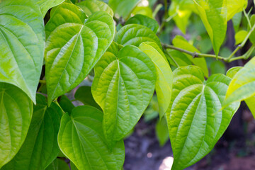 Green leaves of betel plant in the garden