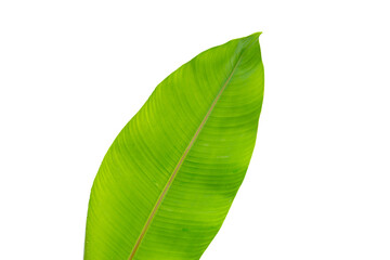 Heliconia leaves on white background.
