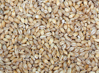 background of wheat grains close-up