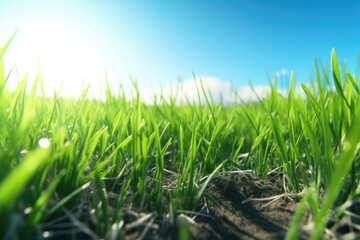 The unripe green wheat field under summer sunset sky with clouds. Focus on the foreground. Shallow depth of field. created with Generative AI technology