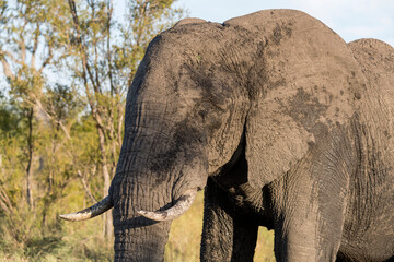 head of male elephant in shrubland vegetation at Kruger park, South Africa