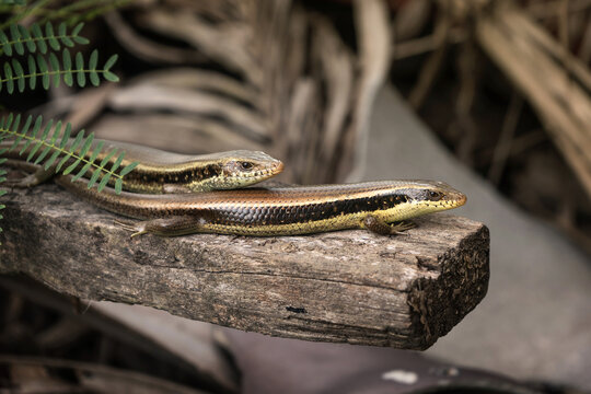 Couple of Many-lined sun skinks on wood in the garden.