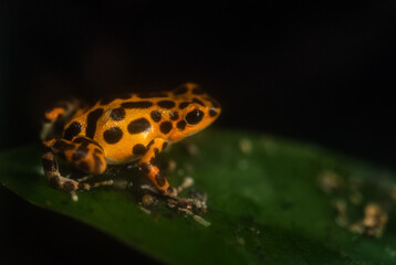 Red Poison Dart Frog - Oophaga pumilio, beautiful red blue legged frog from Cental America forest, Panama.