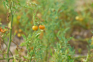 tomatoes on the tree