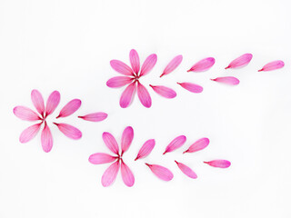 Delicate composition of flower petals on white background. Flat Lay top view of floral background.