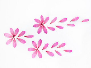 Fototapeta na wymiar Delicate composition of flower petals on white background. Flat Lay top view of floral background.