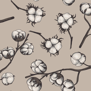 Cotton flower. Floral botanical flower. Isolated illustration element. Vector hand drawing wildflower for background, texture, wrapper pattern, frame or border.