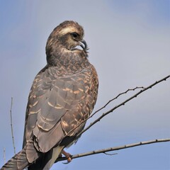 Endangered Snail Kite Preening Paynes Prairie La Chua Trail Micanopy Gainesville FL