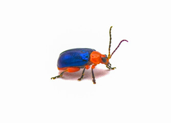 Shiny flea beetle - Asphaera lustrans - bright blue and red color with iridescence isolated on white background side front profile view