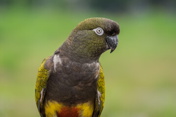 Patagonian conure bird