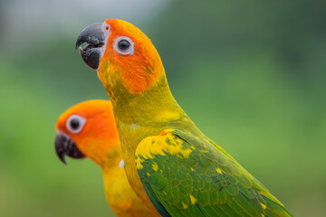 parakeets are side by side with a partner