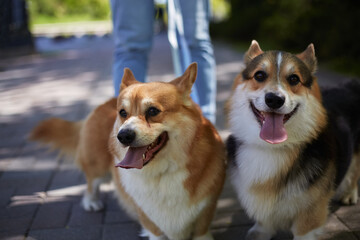 Naklejka na ściany i meble Two funny muzzles looking in camera. Couple of adorable Pembroke Welsh Corgis posing for a photo in the city street