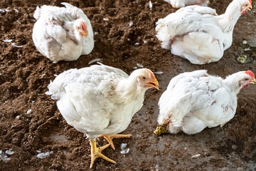 Website banner of an panting poultry chicken in a indoor farm. A white broiler chicken pants on a hot, summer day.
