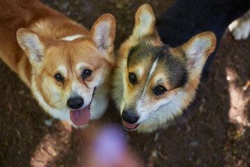 A couple of cute corgis asking for a treat. Portrait of two adorable Pembroke Welsh Corgi dogs looking up