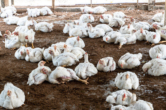 Poultry broiler farm business with group of white chickens in rural housing farm. Selective focaus overweight chicken panting in an indoor farm