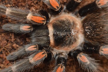 Brachypelma auratum spider close up photo.
