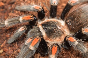 Brachypelma auratum spider close up photo.