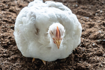 Web banner of an overweight broiler chicken panting on a hot summer day. A housing business for the purpose of poultry farming meat