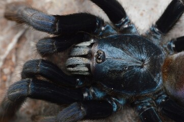 Haploclastus devamatha spider close up photo.