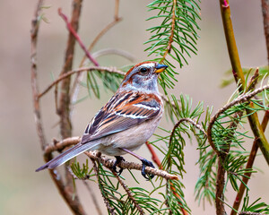 American Tree Sparrow Photo and Image. Close-up side view perched with coniferous tree forest background in its environment. Sparrow Picture.
