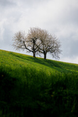 Obraz premium blooming apple tree in Emmental