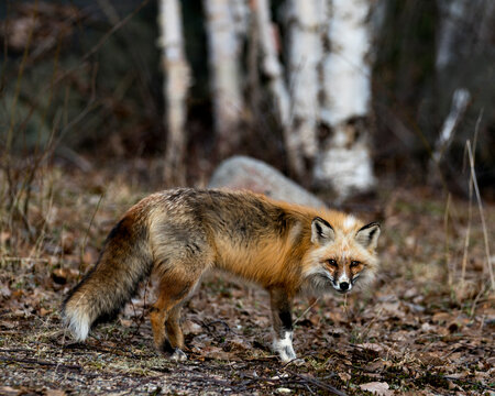 Red Fox Photo Stock. Unique fox close-up profile side view  in the spring season in its environment and habitat with blur forest background displaying white mark paws, unique face, fur, bushy tail.  