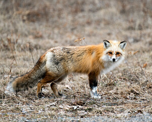 Fototapeta premium Red Fox Photo Stock. Unique fox close-up side profile view looking at camera in the spring season in its environment and habitat with blur background. Fox Image. Picture. Portrait. Photo