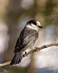 Gray Jay Photo and Image. Close-up profile view perched on tree branch with a blur forest background in its environment and habitat surrounding, displaying grey feather plumage wings and tail.