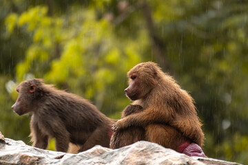 Behavior of the hamadryas baboon, Papio hamadryas is a species of baboon, being native to the Horn of Africa and the southwestern tip of the Arabian Peninsula. Two monkeys sitting on the rock