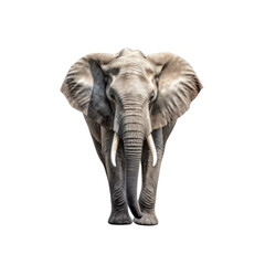 Obraz premium elephant walking isolated on white