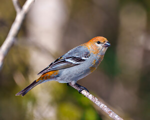 Pine Grosbeak Photo and Image. Grosbeak female perched on a branch with a blur forest background in its environment and habitat and displaying rust colour feather plumage. Grosbeak Portrait.