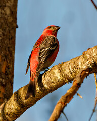 Pine Grosbeak Photo and Image.  Grosbeak male perched on a branch with a blur forest background in its environment and habitat surrounding and displaying red colour feather plumage.