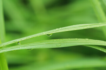 dew on grass