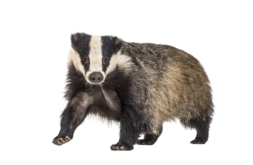 European badger, six months old, walking in front