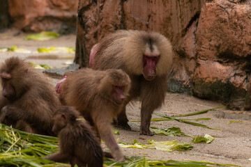 Male hamadryas baboon is walking on the ground, baboons behavior, animals