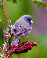 Junco Slate Coloured Photo and Image. Slate Coloured Junco close-up rear view perched on ared stag horn sumac branch with a soft rainbow background.