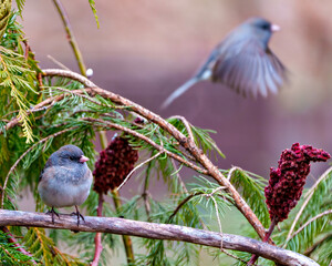 Junco Slate Coloured Photo and Image. Slate Coloured Junco perched on a tree branch with a blur flying bird in the background.