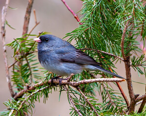 Junco Dark-eyed Photo and Image.  Close-up side view perched with a coniferous forest background in its environment and habitat.