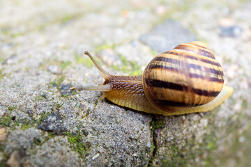 A snail crawls on a gray stone close-up.