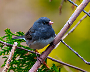 Junco Dark-eyed Photo and Image.  Close-up front view perched with a blur background in its environment and surrounding