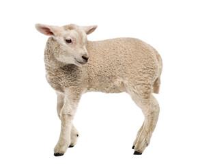 Lamb (8 weeks old) isolated on white - 599274215