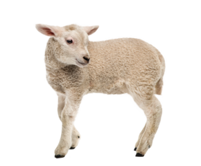 Lamb (8 weeks old) isolated on white