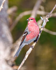 Pine Grosbeak Photo and Image.  Male perched on a branch with blur forest background in its environment and habitat surrounding and displaying red colour feather plumage.