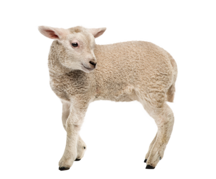 Lamb (8 weeks old) isolated on white